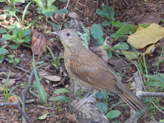 Turdus leucomelas