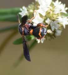 Leucospis slossonae
