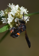 Leucospis slossonae