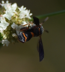 Leucospis slossonae