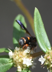 Leucospis slossonae
