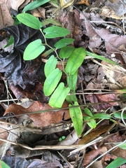 Endodeca serpentaria