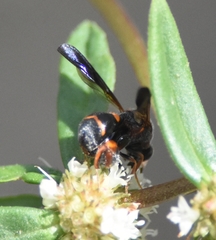 Leucospis slossonae
