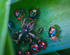 Tynacantha marginata