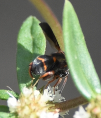 Leucospis slossonae