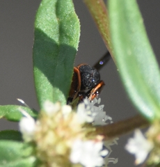 Leucospis slossonae