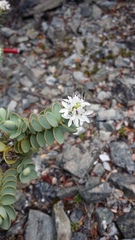Veronica pinguifolia