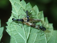 Holcoponera