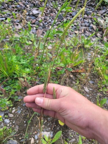 Phleum paniculatum iNat (3)