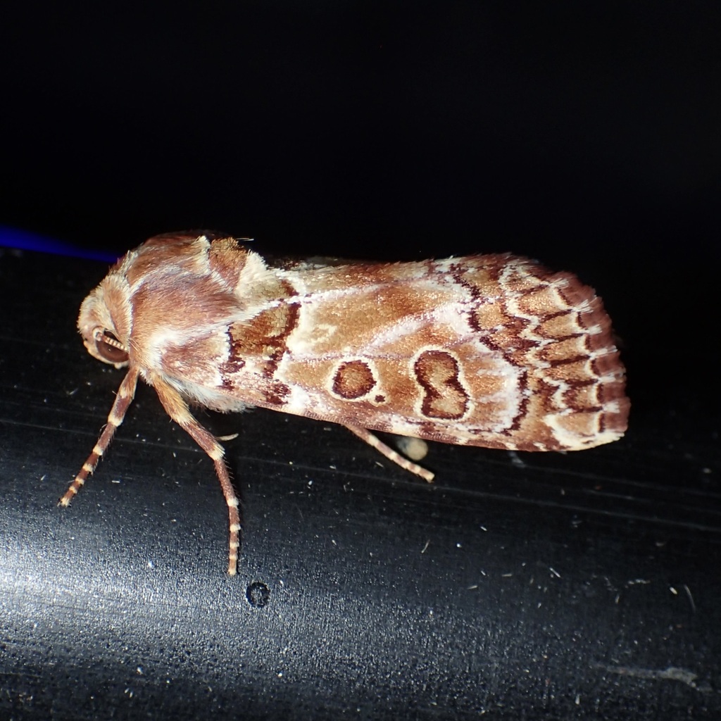 Hypotrix hueco