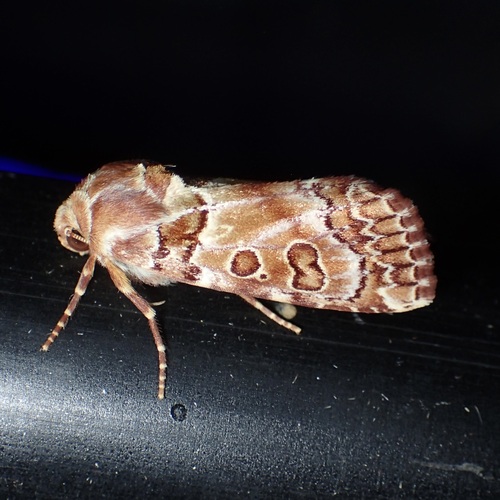 Hypotrix hueco