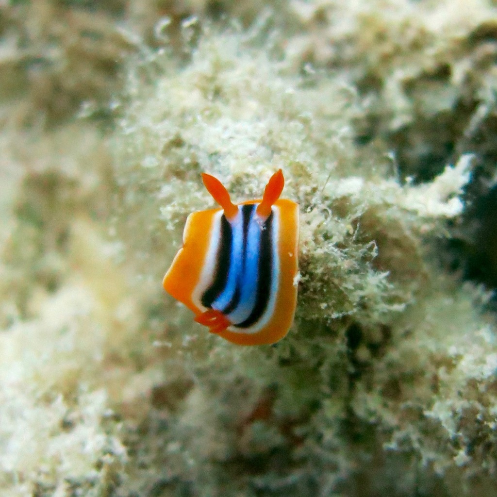 Photo of Pyjama slug (Chromodoris quadricolor)