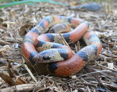 Texas Scarlet Snake photo 5