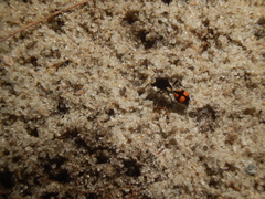 Traumatomutilla guarata