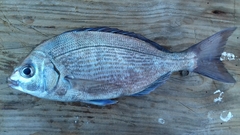 Spondyliosoma cantharus