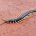 Minor Blueleg Centipede - Photo (c) Kate, some rights reserved (CC BY-NC), uploaded by Kate