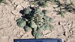 Chorizanthe corrugata