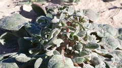 Chorizanthe corrugata