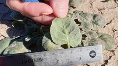 Chorizanthe corrugata