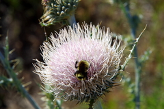 Cirsium inamoenum