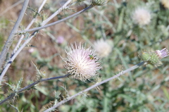 Cirsium inamoenum