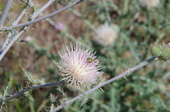 Cirsium inamoenum