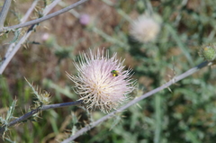 Cirsium inamoenum