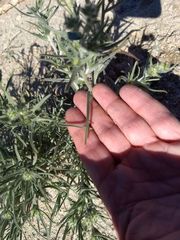 Johnstonella costata