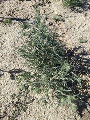 Johnstonella costata