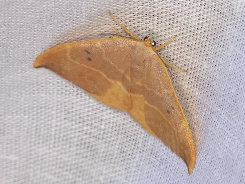 Oak Hook-tip, 5694 Breugel, Nederland, photo 10 of 10