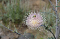 Cirsium inamoenum