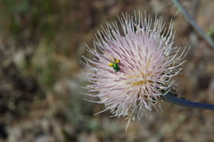 Cirsium inamoenum