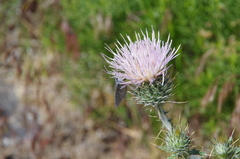 Cirsium inamoenum