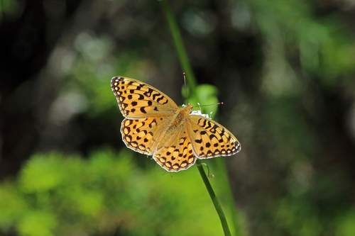 Coronis Fritillary photo 6