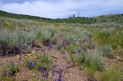 Penstemon cyaneus