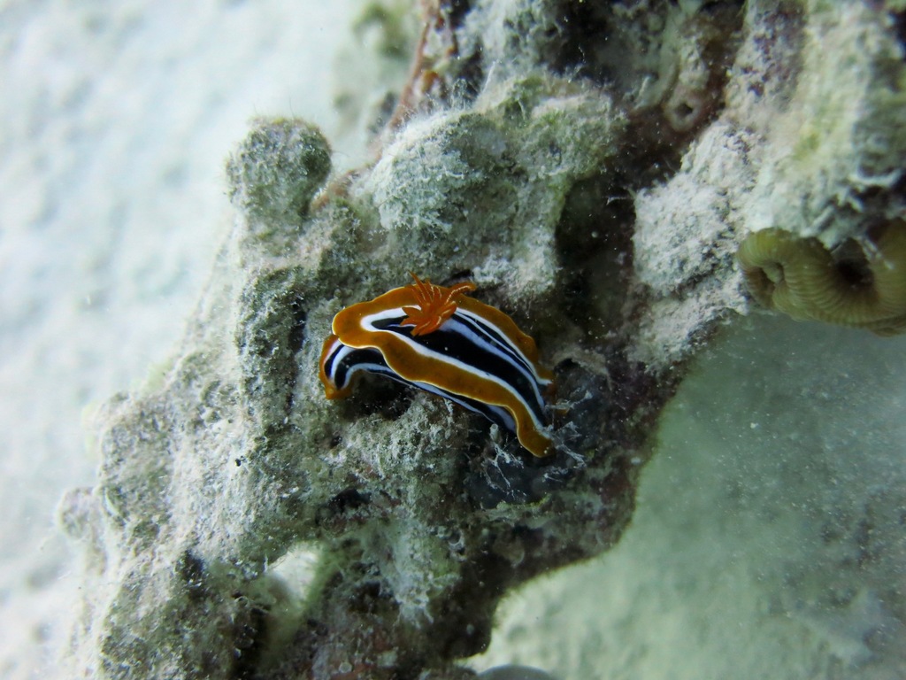Striped pyjama nudibranch