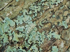 Izatha peroneanella