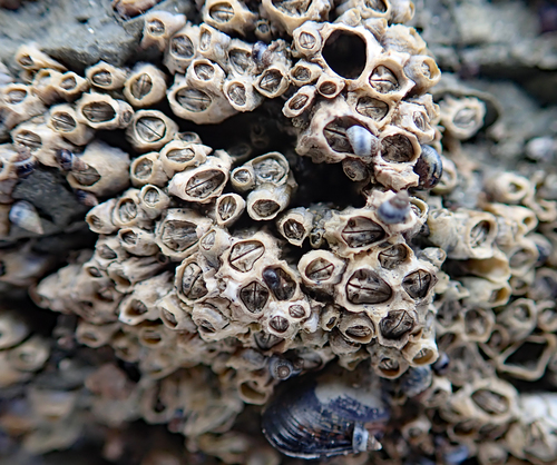 Chamaesipho columna