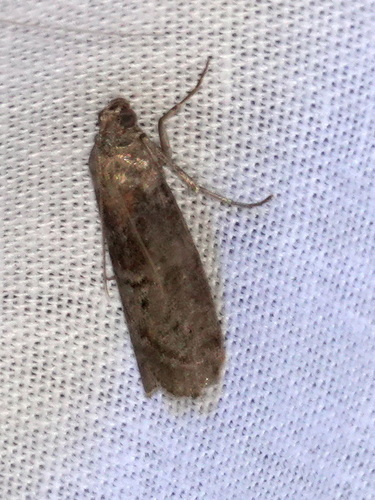 Dotted Oak Knot-horn, 5694 Breugel, Nederland, photo 5 of 10