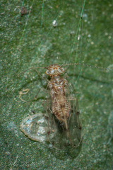 Ectopsocus meridionalis