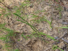 Lycopodiella appressa image