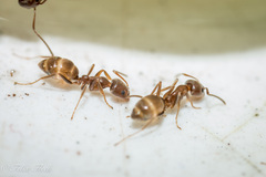 Linepithema