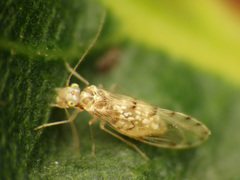 Trichopsocidae