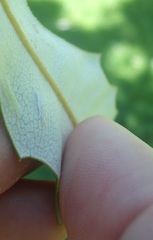 Stegommata sulfuratella