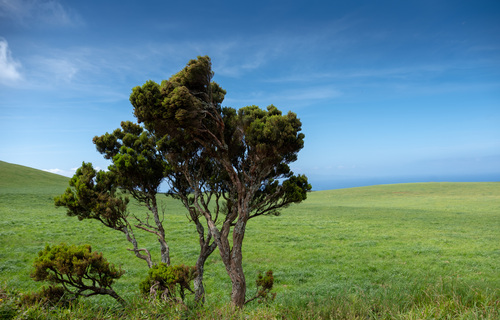 Azorean Heather