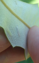 Stegommata sulfuratella