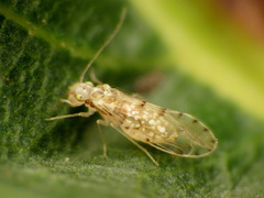 Trichopsocidae