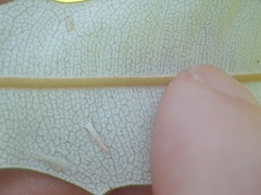 Stegommata sulfuratella