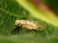 Trichopsocidae