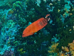 Cephalopholis urodeta